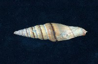 藏品(中華銀蛤)的圖片